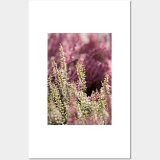 Common Heather Posters and Art